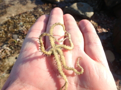 Ophiocoma scolopendrina