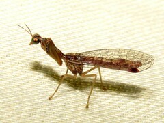 Austromantispa trevori