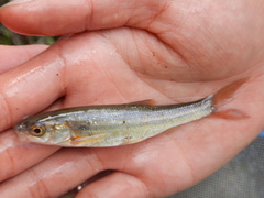 Couesius plumbeus