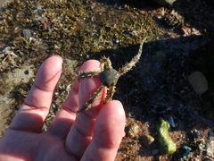 Ophiocoma scolopendrina