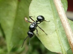 Polyrhachis australis