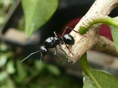 Polyrhachis australis