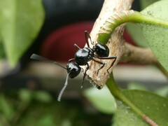 Polyrhachis australis