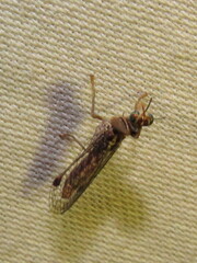 Austromantispa trevori