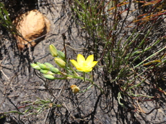 Ornithogalum dubium