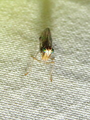 Austromantispa trevori