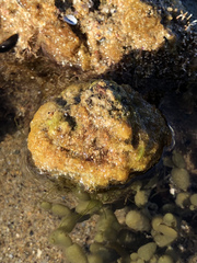 Pyura praeputialis