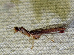 Austromantispa trevori