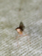 Austromantispa trevori