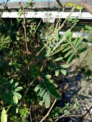 Tephrosia noctiflora