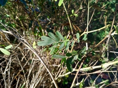 Tephrosia noctiflora
