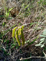 Tephrosia noctiflora