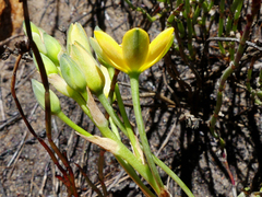 Ornithogalum dubium