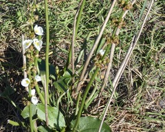 Sagittaria montevidensis