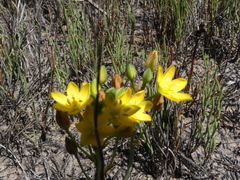 Ornithogalum dubium
