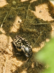 Oxythyrea