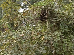 Danaus melanippus hegesippus