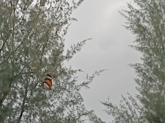 Danaus melanippus hegesippus