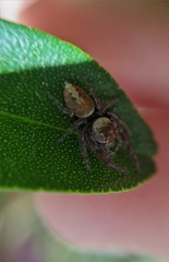 Opisthoncus polyphemus