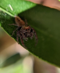 Opisthoncus polyphemus