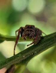 Opisthoncus polyphemus