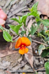 Podolobium procumbens