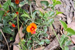 Podolobium procumbens