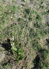 Sagittaria montevidensis