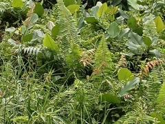 Danaus melanippus hegesippus