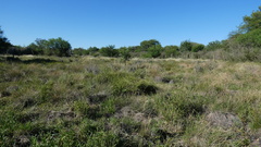Sagittaria montevidensis