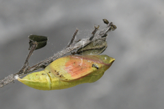 Colias caucasica balcanica