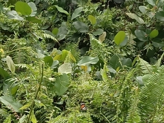 Danaus melanippus hegesippus