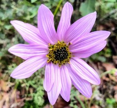 Iostephane heterophylla