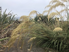 Austroderia richardii