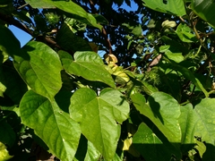 Passiflora vesicaria