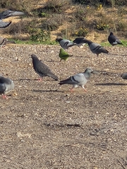 Columba livia domestica