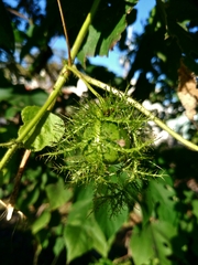 Passiflora vesicaria