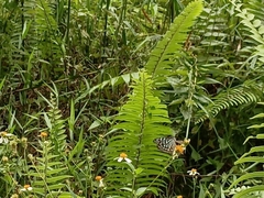Ideopsis vulgaris