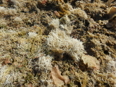 Amphiroa