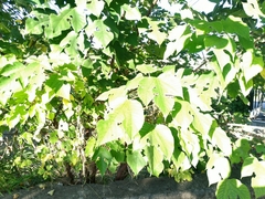 Broussonetia papyrifera