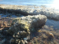 Amphiroa