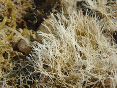 Amphiroa
