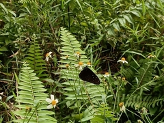 Euploea mulciber mulciber