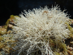 Amphiroa