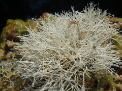 Amphiroa