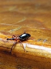 Cylas formicarius
