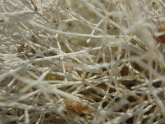 Amphiroa