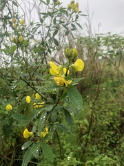 Crotalaria micans
