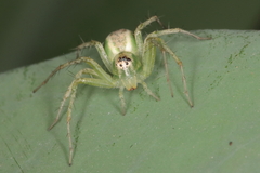 Oxyopidae