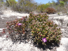 Lampranthus glomeratus